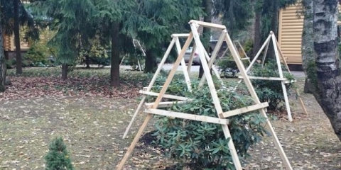 Jesenska njega i priprema rododendrona za zimu